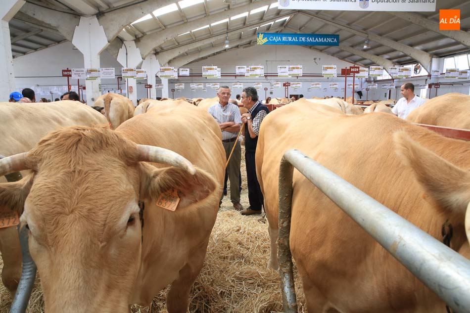 Ganado en el recinto ferial de la Diputación - Archivo