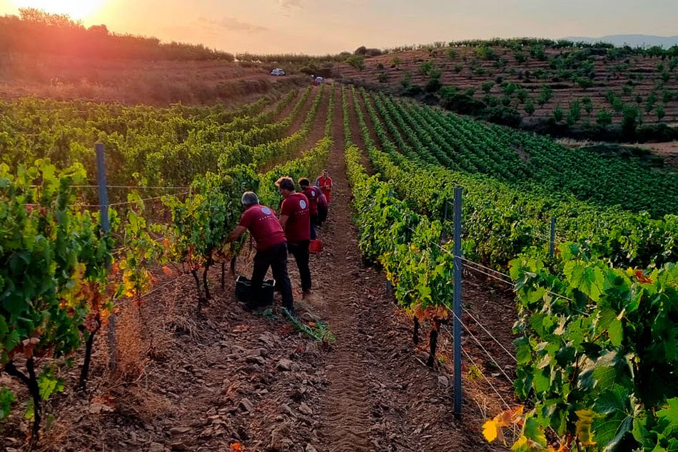 La DOP Sierra de Salamanca comienza la vendimia con una previsión de producción de 210.000...