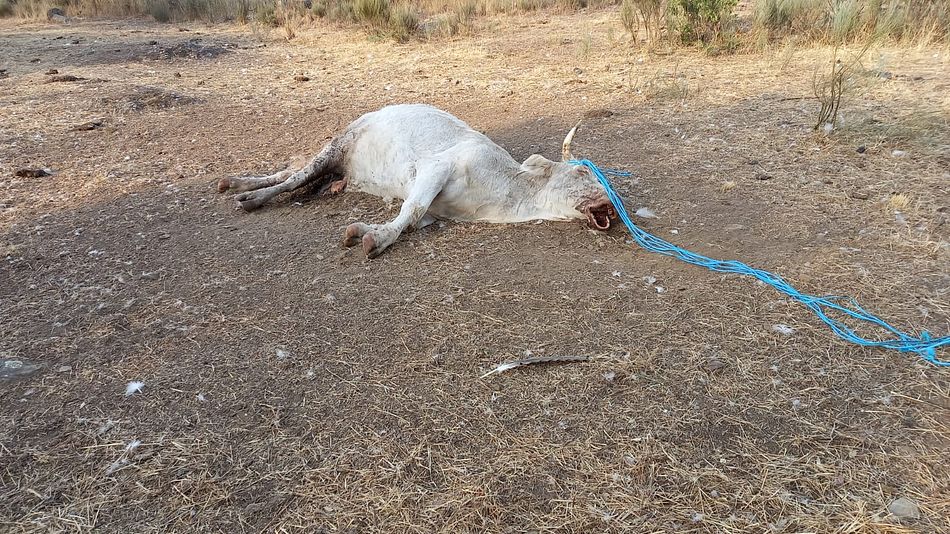 Resultado del ataque de buitre en Pastores - JCP