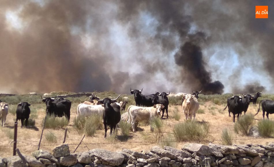 El PP rechaza la propuesta de Bautista de ayudas económicas a los afectados por el incendio de San ...