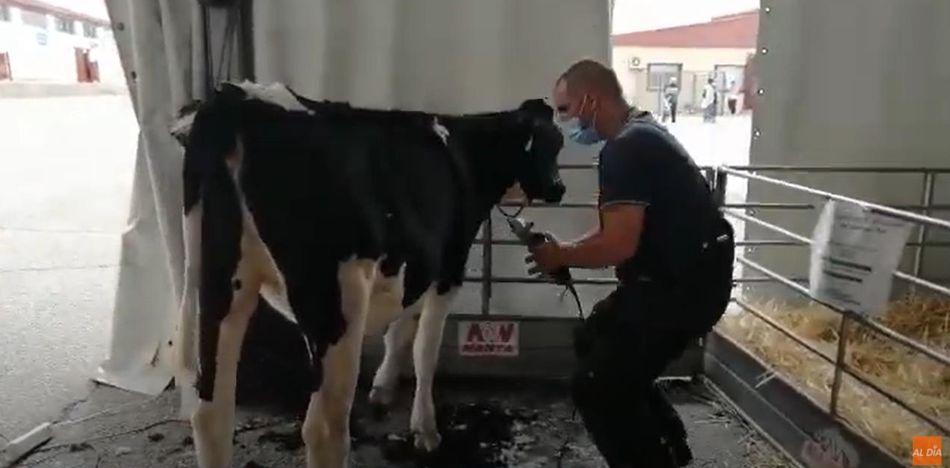 Esquila de uno de los ejemplares de la Federación de Frisona de Castilla y León en la Feria Salamaq 2021. Foto de Vanesa Martins