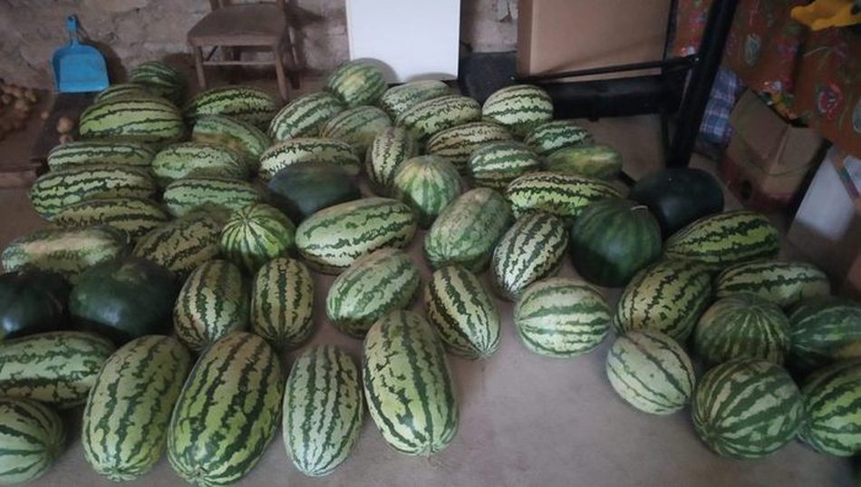 En la cosecha de este año figura un ejemplar de 19 kilos y varios de 17, según asegura Andrés José Calderón