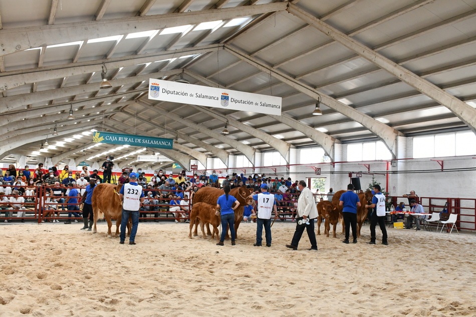 Concurso Nacional de Raza Limusina, este viernes. Foto: Salamaq
