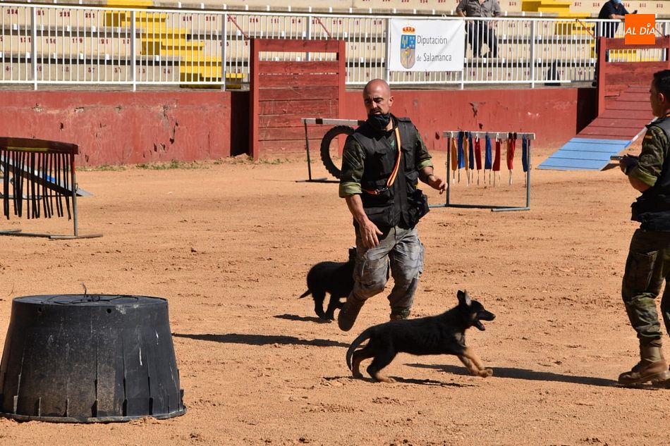 Salamaq 21 muestra a los futuros perros de la elite militar
