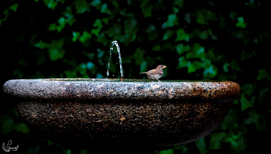 El placer de la libertad