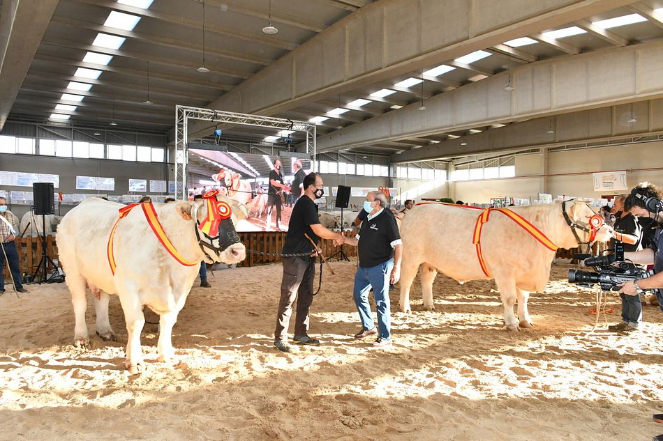 “Idilica” y “Malagueña” Campeonas Adulta y Joven del XXXII Concurso Nacional de Ganado Vacuno de la Raza Charolesa | Foto: Salamaq