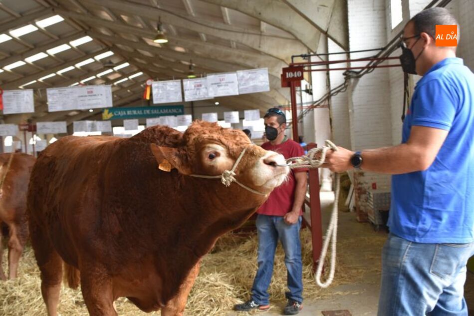 El ganado sigue siendo uno de los principales reclamos de Salamaq21