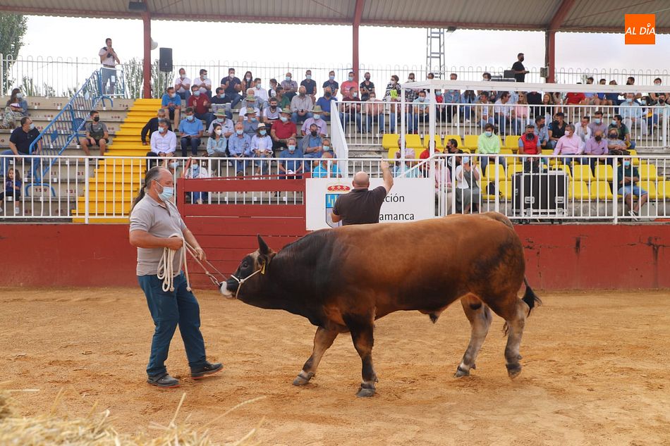 Fugitivo, récord en la subasta de raza asturiana con 5.450 euros de venta - Fotos: Lydia González