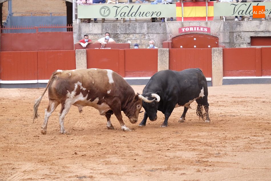 Fuerte pelea entre los dos ejemplares de Galache - Fotos: Pablo Angular