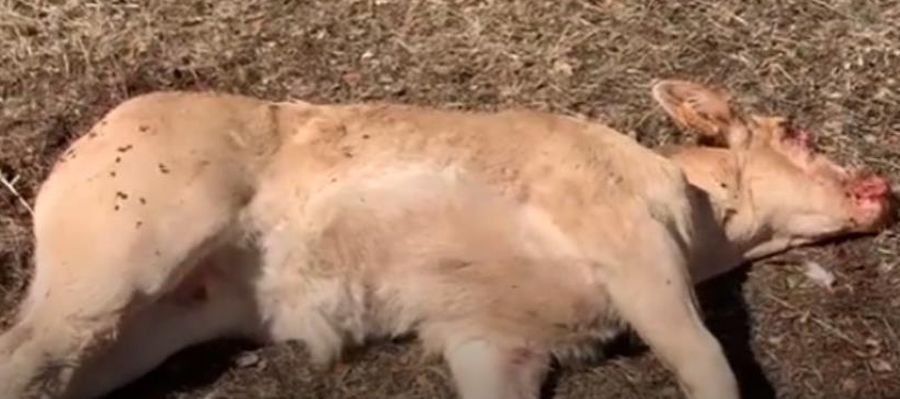 Nuevo ataque de buitres a ganado vivo en una explotación de San Pedro de Rozados