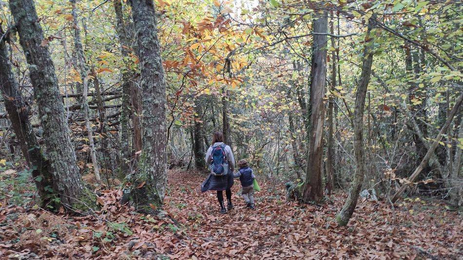 Castilla y León organiza un seminario europeo sobre gestión de espacios forestales el 11 de octubre