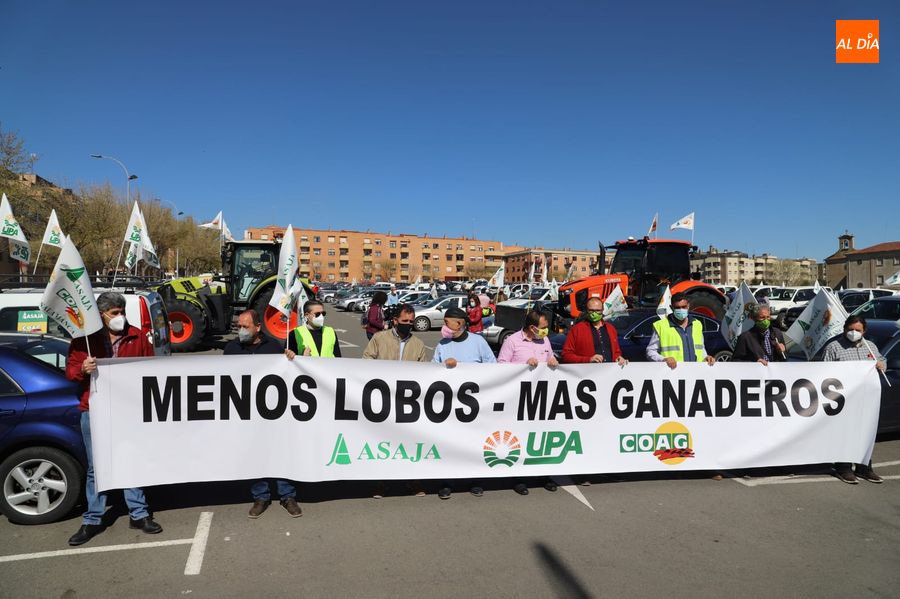 La Junta se suma a las quejas de los ganaderos sobre la protección al lobo - Archivo
