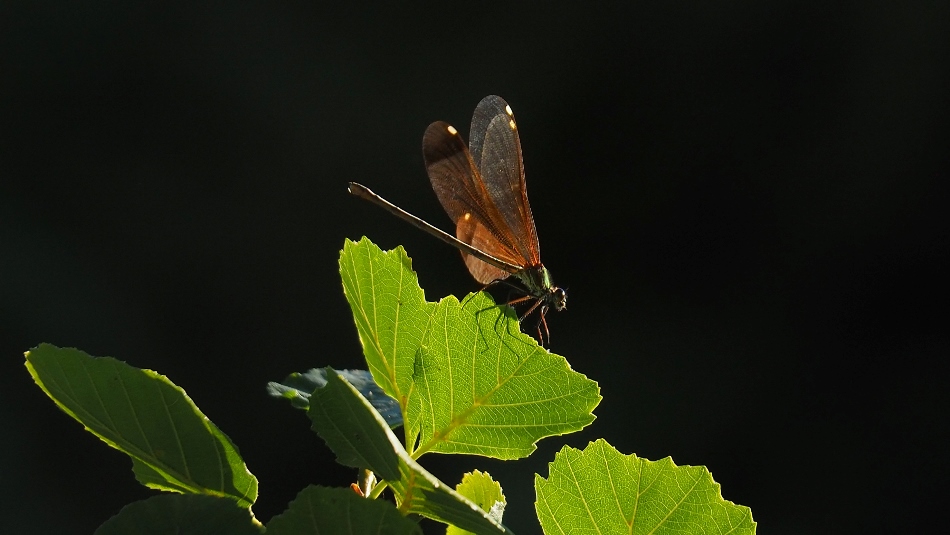 Bailando en el viento