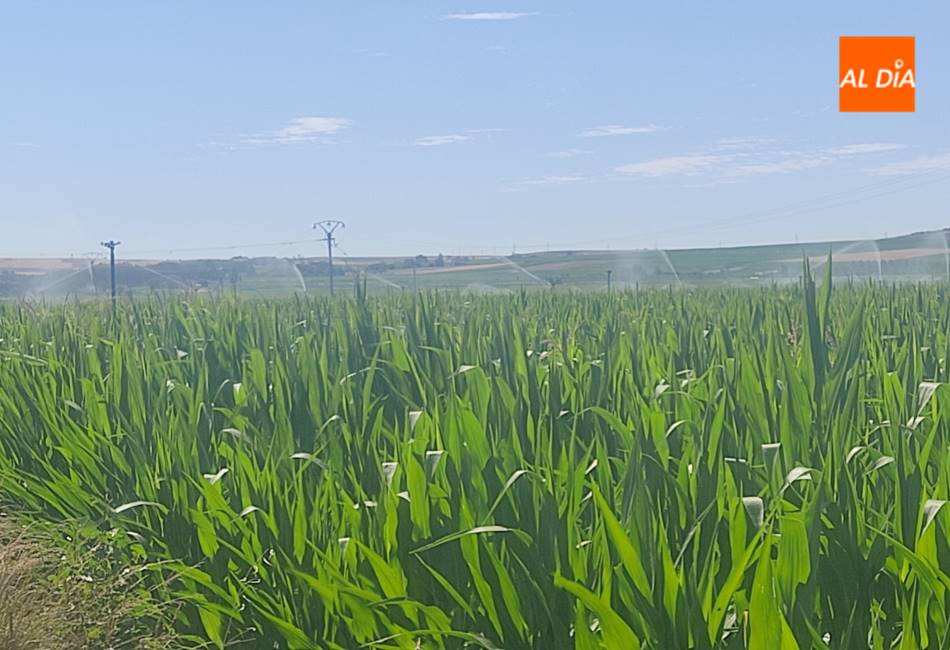 Plantación de maíz, en una imagen de archivo