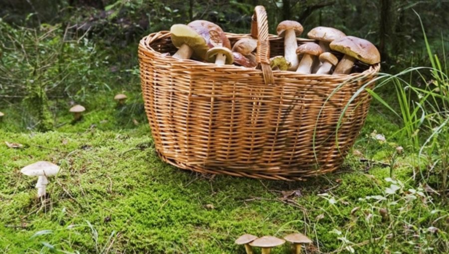 La temporada micológica comenzará en la provincia de Salamanca con seis salidas al campo organizadas por la Diputación
