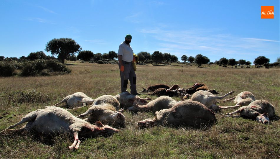 Tras los ataques en la zona de Villaseco de los Reyes, el depredador se traslasda a Monleras y acaba con 12 ovejas y dejae una más herida