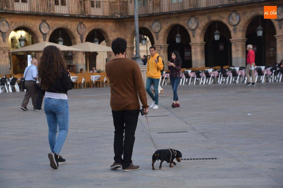 Foto 1 - La Oficina de Bienestar Animal de Salamanca imparte un curso sobre como pasear con el perro