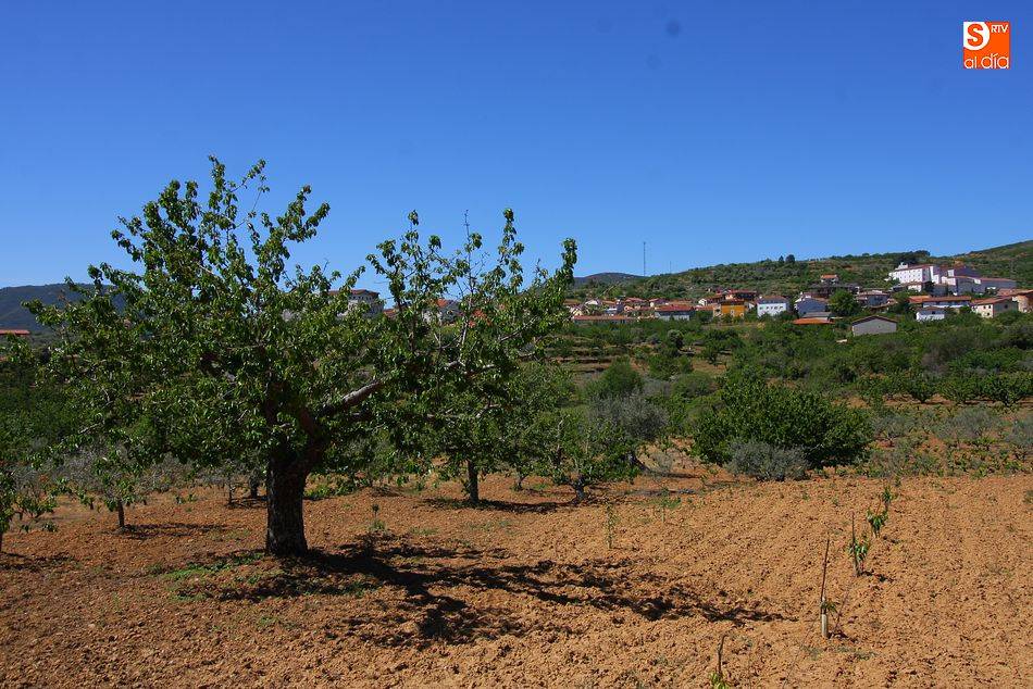Viñedos en Sotoserrano. Foto de archivo