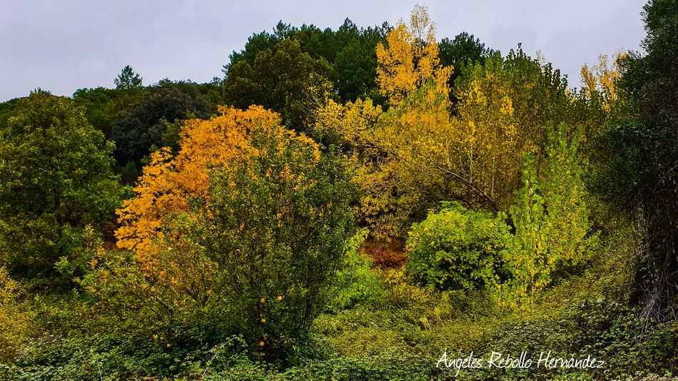 La melodía de la luz