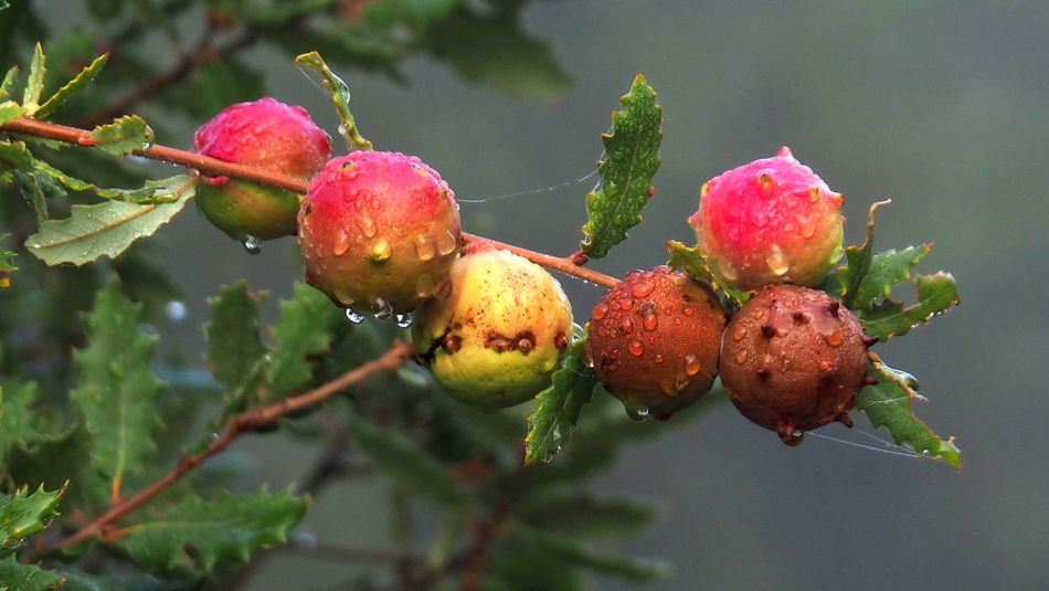 Milagros entre las ramas