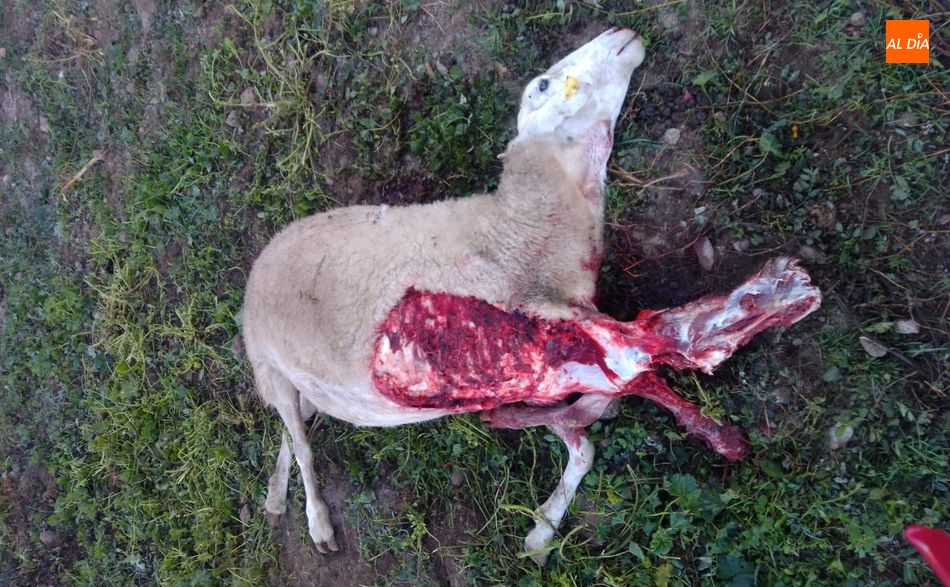 El ataque se saldó con una oveja muerta