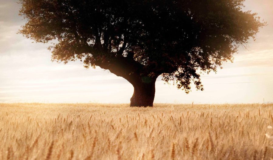 El largometraje trata sobre la problemática producida por la extrema proliferación del coleóptero Cerámbyx en el ecosistema de la Dehesa