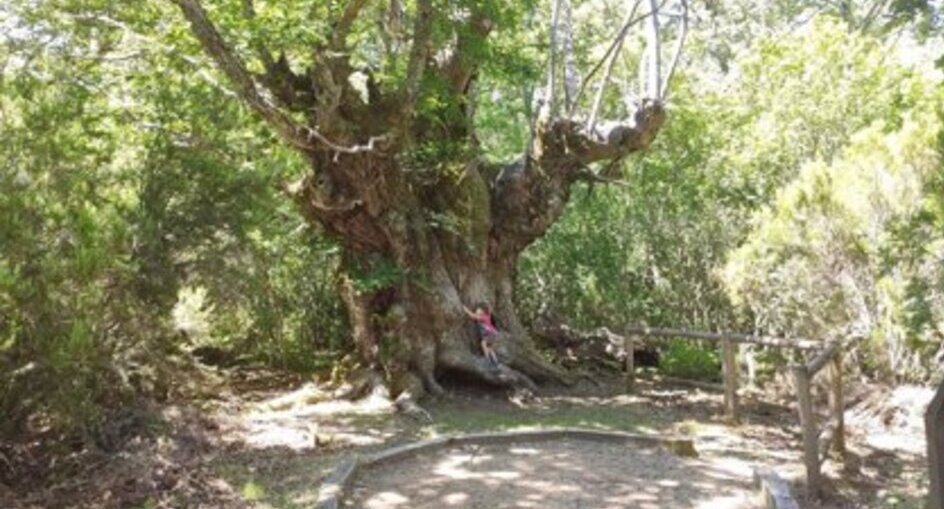 Ruta de los castaños centenarios