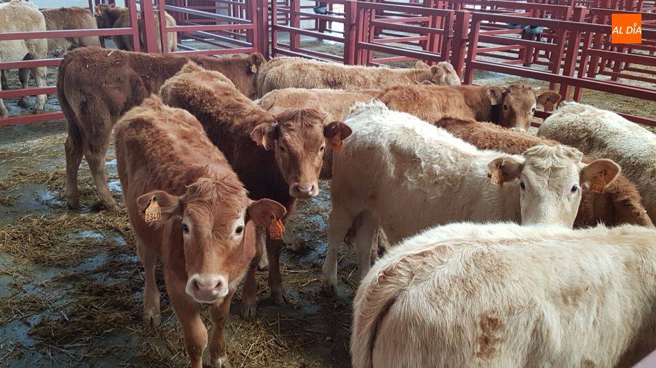 Reses en el mercado de ganado de Salamanca - Archivo