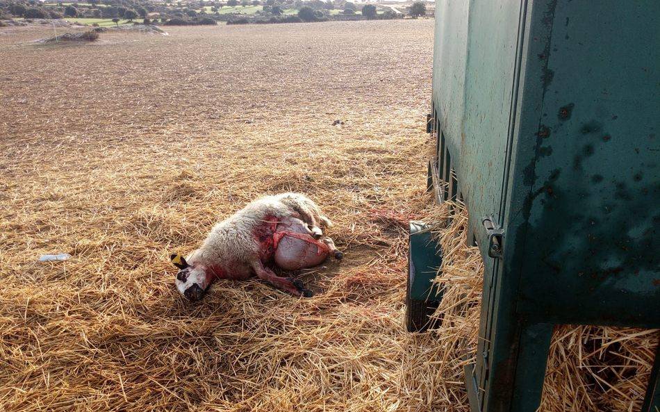 Imagen de uno de los ataqiues registrados reciientemente en Monleras