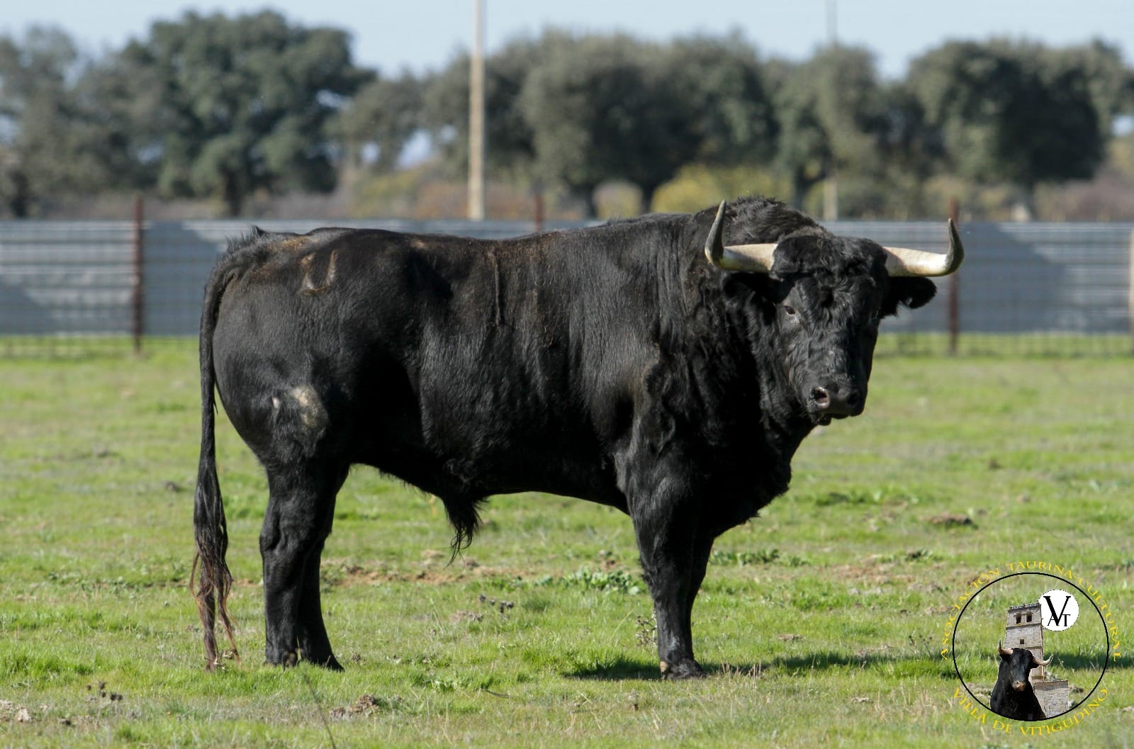 Presidiario, de El Sierro, I Toro de San Nicolás en Vitigudino
