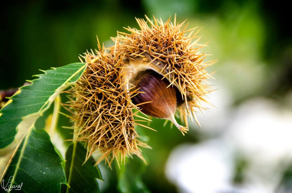 Nacimientos del otoño