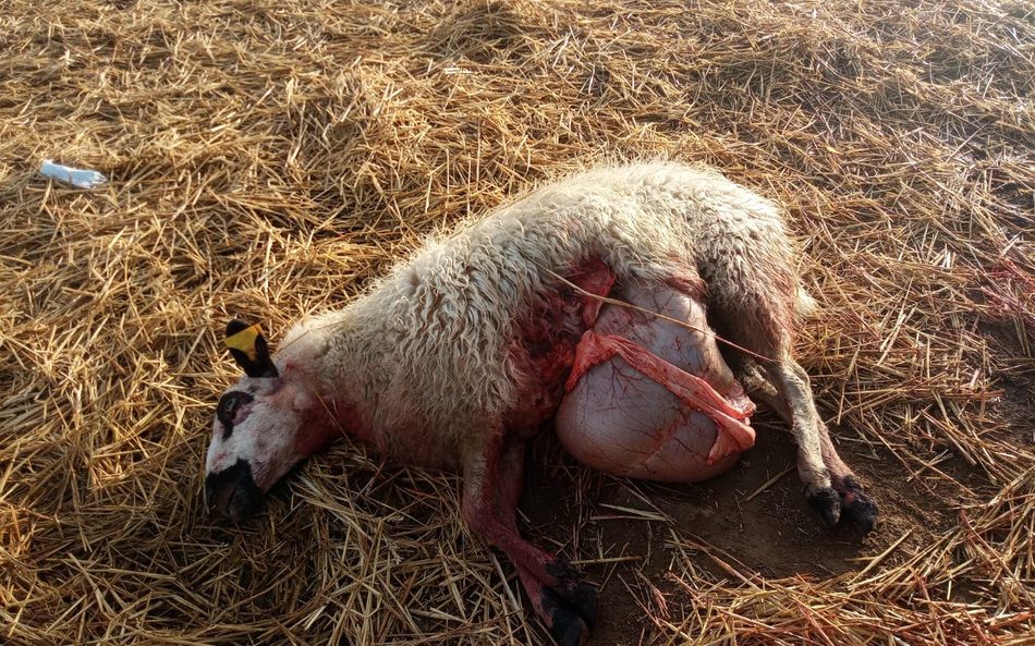 Ayer domingo se registraba en Monleras el último ataque de lobo en la provincia salmantina