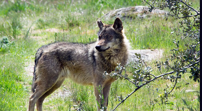 ASCEL se persona contra el recurso de CyL por el lobo mientras se tramita el suyo contra la orden por insuficiente