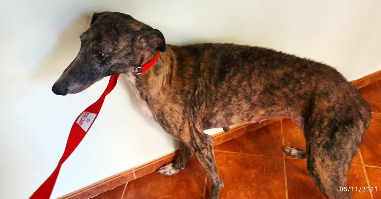 La Policía Local recogía este viernes un galgo sin identificación en Peñaranda