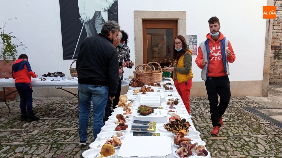 Las  setas recogidas han quedado expuestas en el patio de la Casa de los Condes / E. Corredera