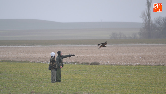 Zorita de la Frontera vivirá una nueva edición de los campeonatos autonómicos de cetrería. Archivo