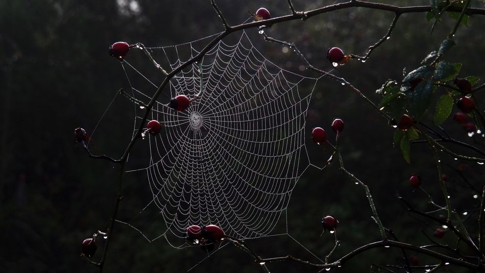Ingeniería en el aire