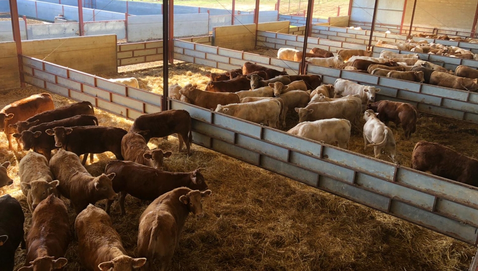 Cebadero es la provincia con la mayor cabaña ganadera de la comunidad