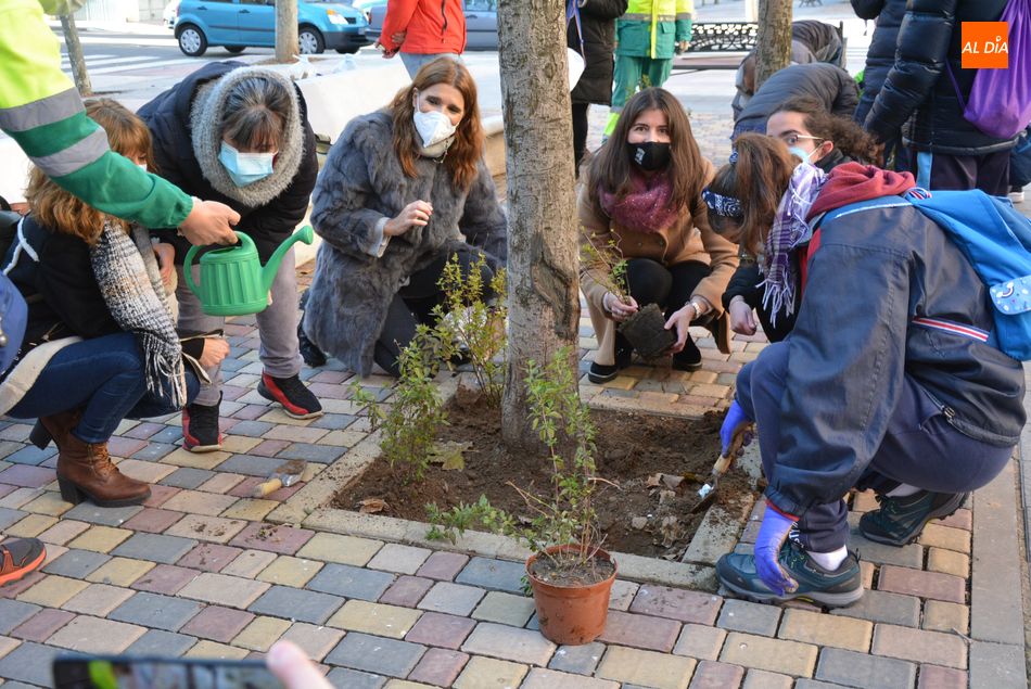 Plantación de una nueva vegetación en alcorques de la Plaza del Mirto, en el barrio Garrido