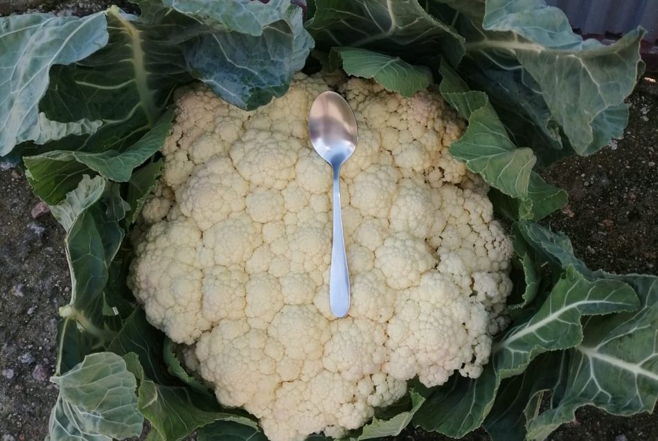 Coliflor gigante cultivada en Mieza