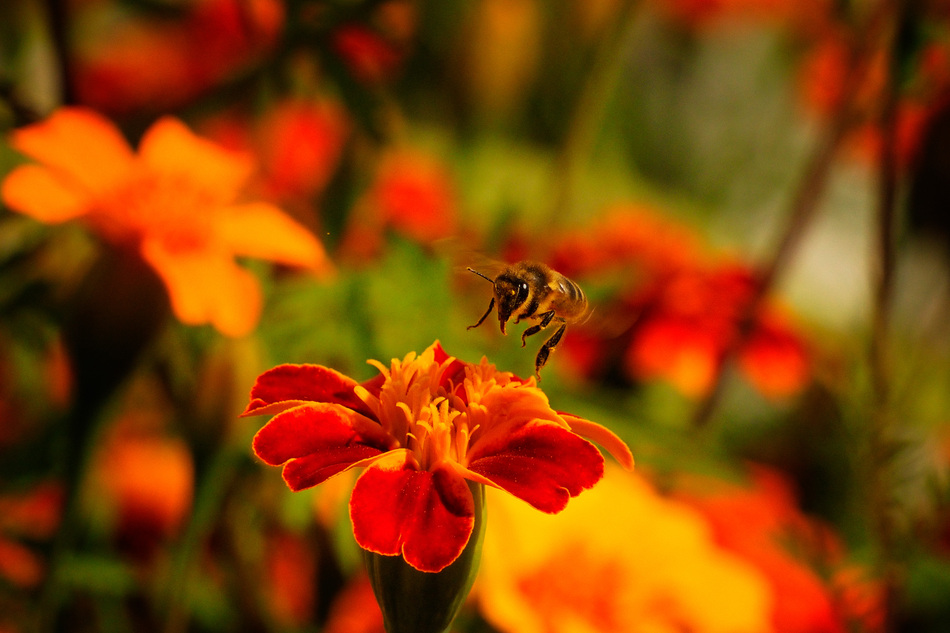 Fotografía ganadora, ‘Pecoreando para la reina Kilama’, de Santiago Rodríguez Crego
