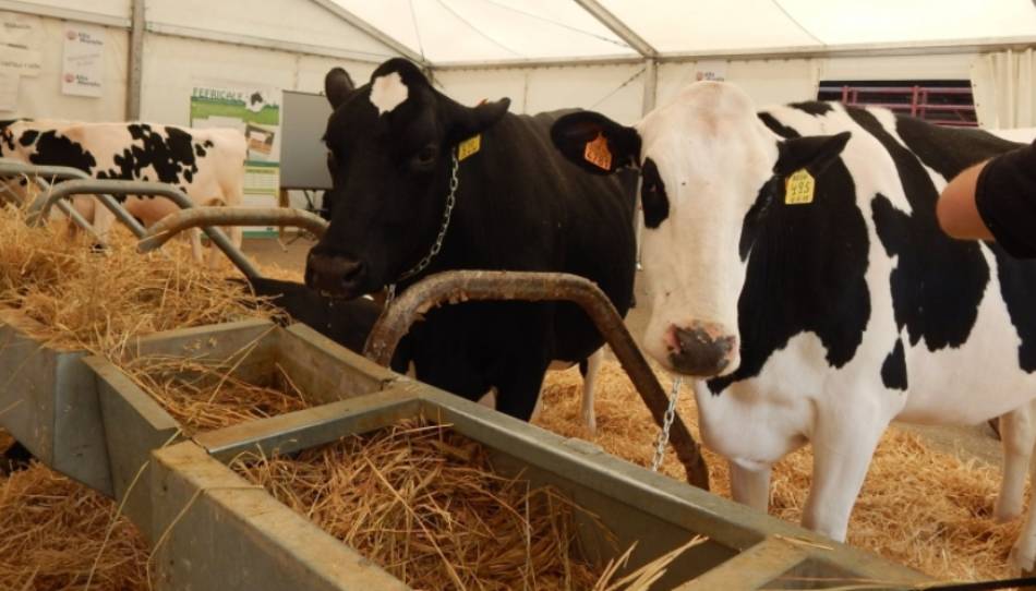 Ocho días para que suba el precio de la leche o habrá huelga de entregas