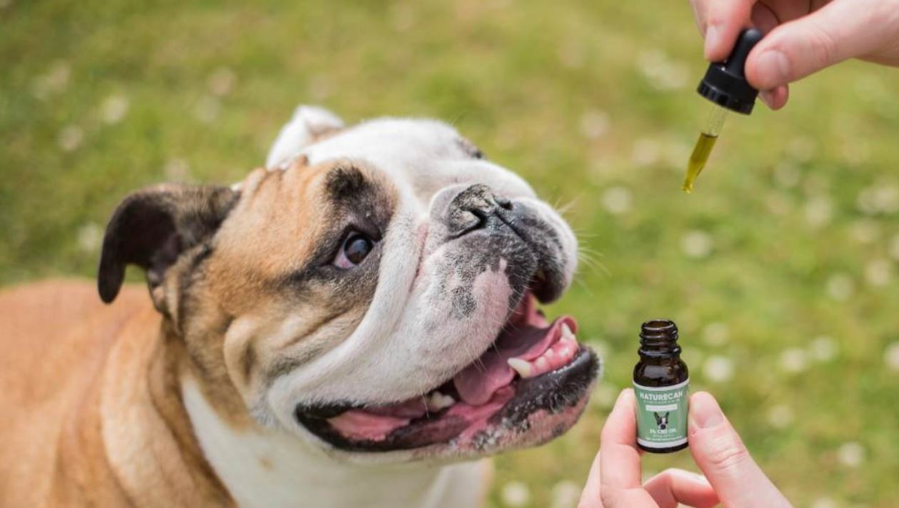 CBD para perros: todo lo que necesitas saber